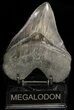 Serrated, Fossil Megalodon Tooth - Huge Root #38721-1